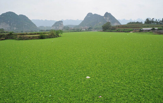 氨氮、磷超标